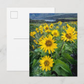 Bloemen | Balsomroot Columbia River, Oregon Briefkaart (Voorkant / Achterkant)