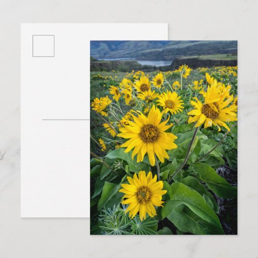 Bloemen | Balsomroot Columbia River, Oregon Briefkaart (Voorkant / Achterkant)
