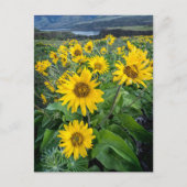 Bloemen | Balsomroot Columbia River, Oregon Briefkaart (Voorkant)