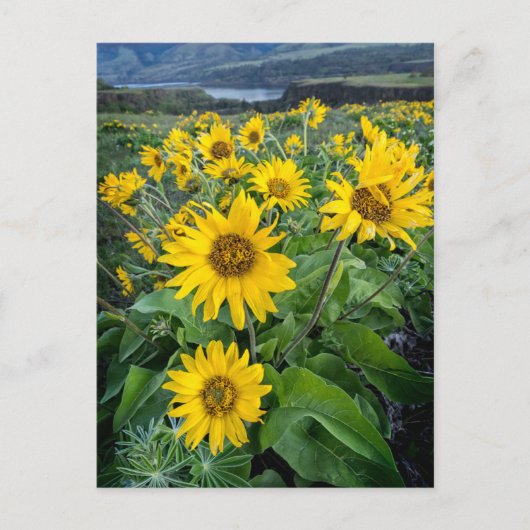 Bloemen | Balsomroot Columbia River, Oregon Briefkaart (Voorkant)