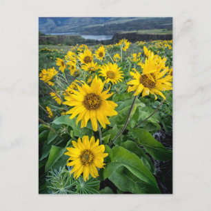 Bloemen   Balsomroot Columbia River, Oregon Briefkaart