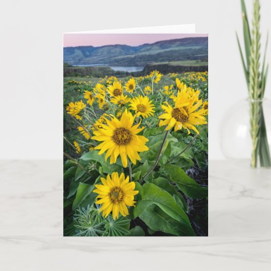 Bloemen | Balsomroot Columbia River, Oregon Kaart (Voorkant)