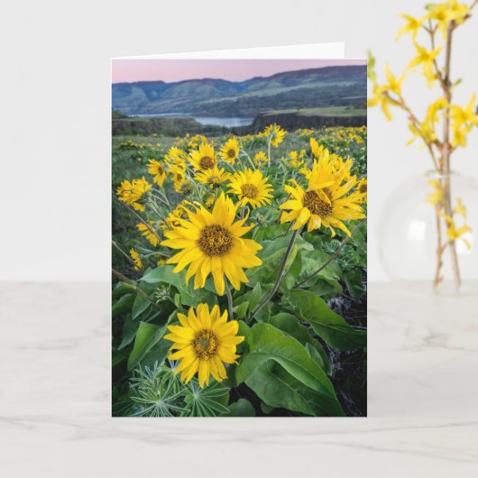 Bloemen | Balsomroot Columbia River, Oregon Kaart (Gele Bloem)