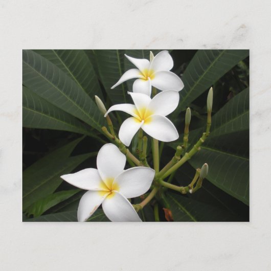 Bloemen - Bellingrath Botanische tuinen Briefkaart (Voorkant)