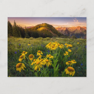 Bloemen   Bergbeemdommen Butte Colorado Briefkaart