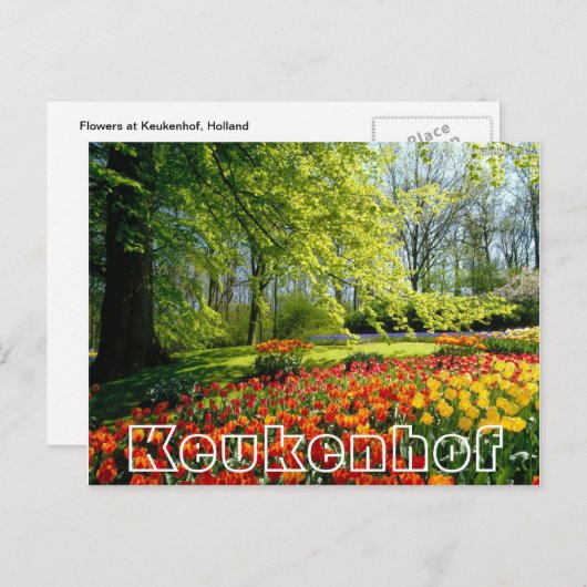 Bloemen bij Keukenhof, bomen en tulpen Briefkaart (Voorkant / Achterkant)