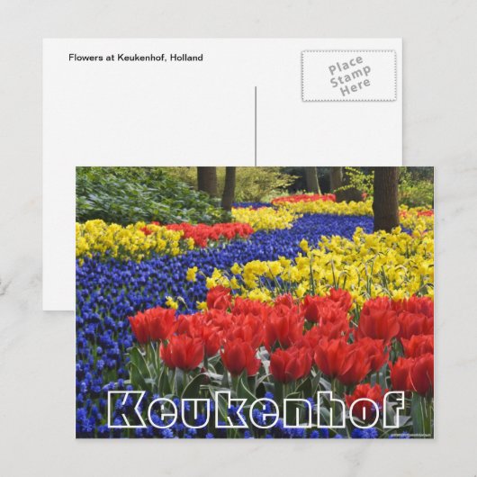 Bloemen bij Keukenhof, hyacinrhs en tumips Briefkaart (Voorkant / Achterkant)