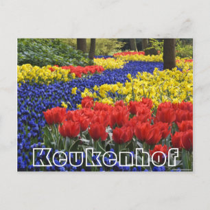 Bloemen bij Keukenhof, hyacinrhs en tumips Briefkaart