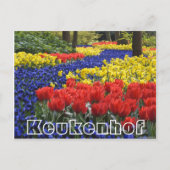 Bloemen bij Keukenhof, hyacinrhs en tumips Briefkaart (Voorkant)