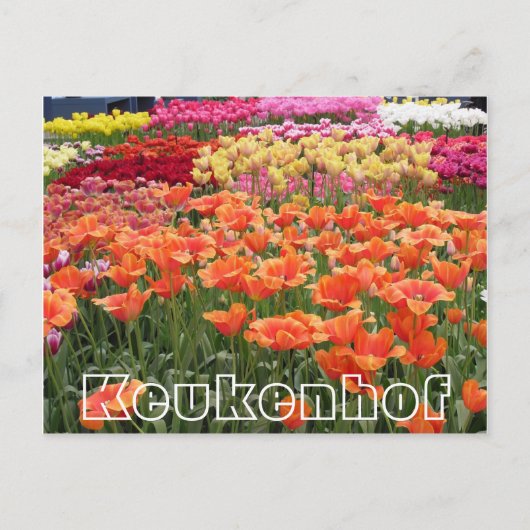 Bloemen bij Keukenhof, oranje, geel en rood Briefkaart (Voorkant)