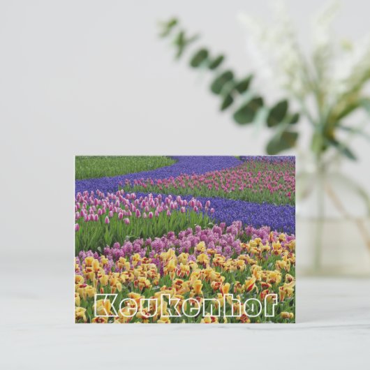 Bloemen bij Keukenhof, stromen tulpen Briefkaart (Staand voorkant)
