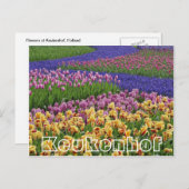 Bloemen bij Keukenhof, stromen tulpen Briefkaart (Voorkant / Achterkant)