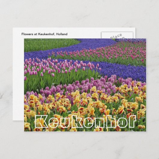 Bloemen bij Keukenhof, stromen tulpen Briefkaart (Voorkant / Achterkant)