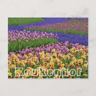 Bloemen bij Keukenhof, stromen tulpen Briefkaart