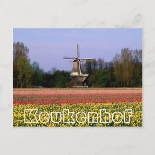 Bloemen bij Keukenhof, wijnmolen en velden Briefkaart