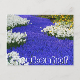 Bloemen bij Keukenhof, wit en paars Briefkaart