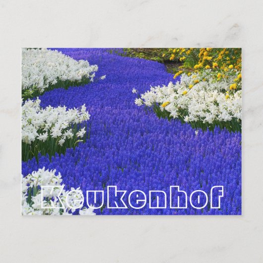 Bloemen bij Keukenhof, wit en paars Briefkaart (Voorkant)