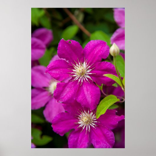 Bloemen bij Robinette's Apple Haus and Gift Barn 2 Poster (Voorkant)