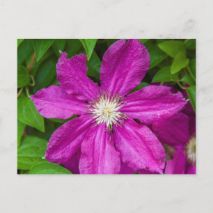 Bloemen bij Robinette's Apple Haus and Gift Barn Briefkaart