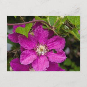 Bloemen bij Robinette's Apple Haus & Gift Barn Briefkaart
