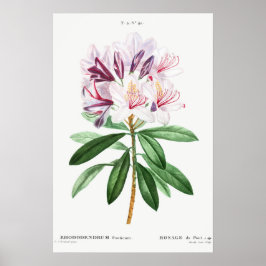 Bloemen bladeren  botanische kunst poster