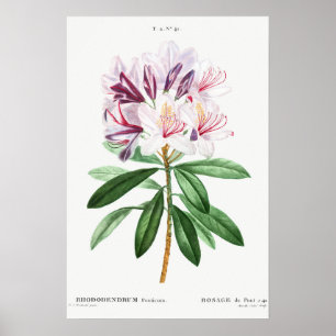 Bloemen bladeren botanische kunst poster