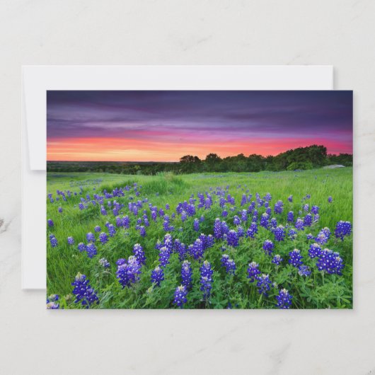 Bloemen | Blauwbijen in Sunset Texas Bedankkaart (Voorkant)