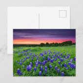 Bloemen | Blauwbijen in Sunset Texas Briefkaart (Voorkant / Achterkant)