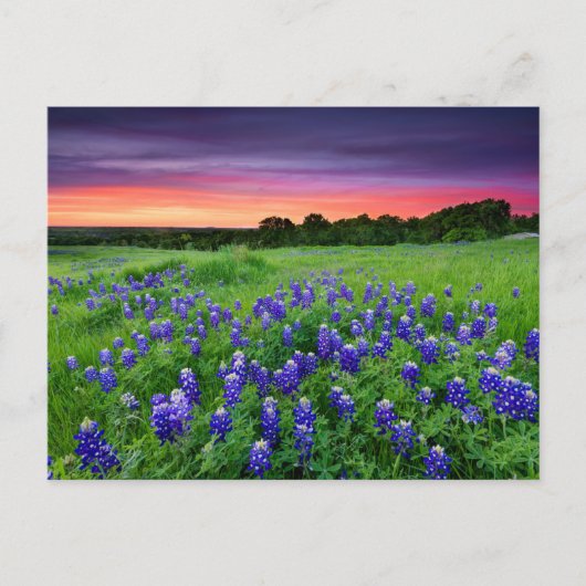 Bloemen | Blauwbijen in Sunset Texas Briefkaart (Voorkant)