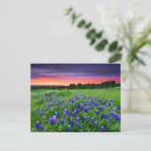 Bloemen | Blauwbijen in Sunset Texas Briefkaart (Staand voorkant)