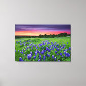Bloemen | Blauwbijen in Sunset Texas Canvas Afdruk (Voorkant)
