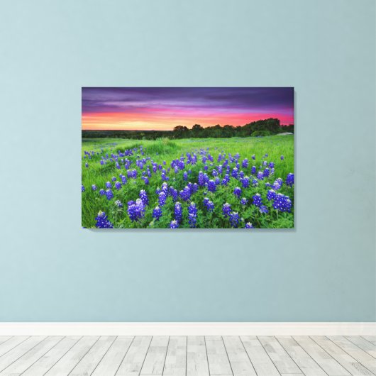 Bloemen | Blauwbijen in Sunset Texas Canvas Afdruk (Insitu (Houten vloer))