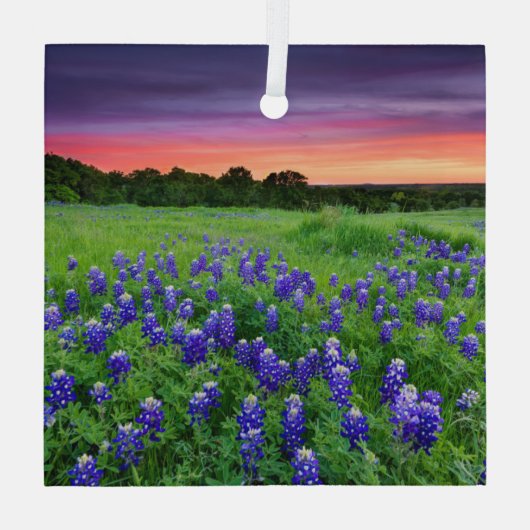 Bloemen | Blauwbijen in Sunset Texas Glas Ornament (Achterkant)