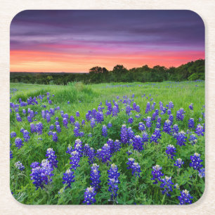 Bloemen   Blauwbijen in Sunset Texas Kartonnen Onderzetters