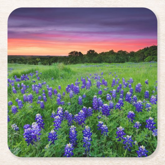 Bloemen | Blauwbijen in Sunset Texas Kartonnen Onderzetters (Voorkant)