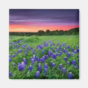 Bloemen   Blauwbijen in Sunset Texas Magneet