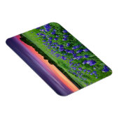 Bloemen | Blauwbijen in Sunset Texas Magneet (Rechterzijde)