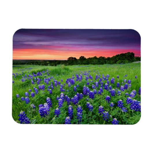 Bloemen | Blauwbijen in Sunset Texas Magneet (Horizontaal)