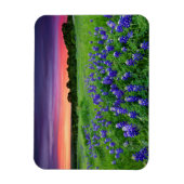 Bloemen | Blauwbijen in Sunset Texas Magneet (Verticaal)