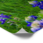 Bloemen | Blauwbijen in Sunset Texas Poster (Hoek)