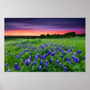 Bloemen   Blauwbijen in Sunset Texas Poster