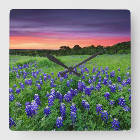 Bloemen | Blauwbijen in Sunset Texas Vierkante Klok (Voorkant)