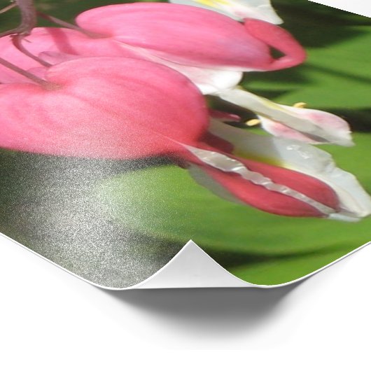 Bloemen Bloedend Hart Pro Kodak Satijn Foto Print Foto Afdruk (Hoek)