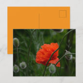 bloemen bloeien briefkaart (Voorkant / Achterkant)