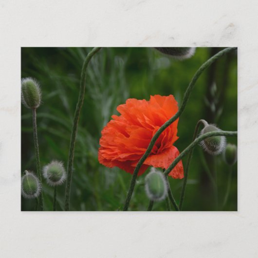 bloemen bloeien briefkaart (Voorkant)