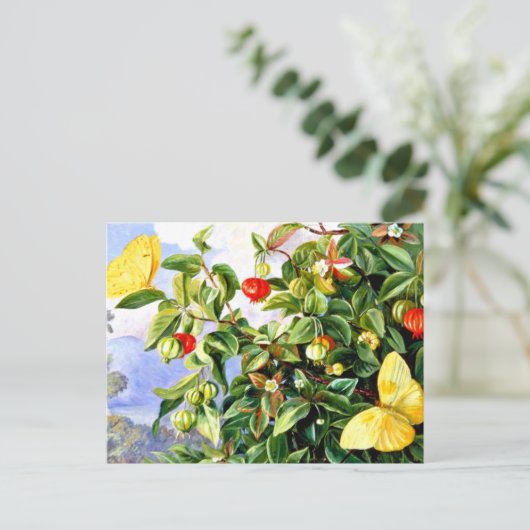 Bloemen, bloemen en vruchten van de Pitanga, Jamai Briefkaart (Staand voorkant)