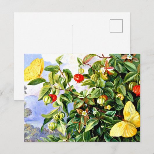 Bloemen, bloemen en vruchten van de Pitanga, Jamai Briefkaart (Voorkant / Achterkant)