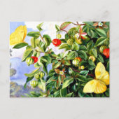 Bloemen, bloemen en vruchten van de Pitanga, Jamai Briefkaart (Voorkant)