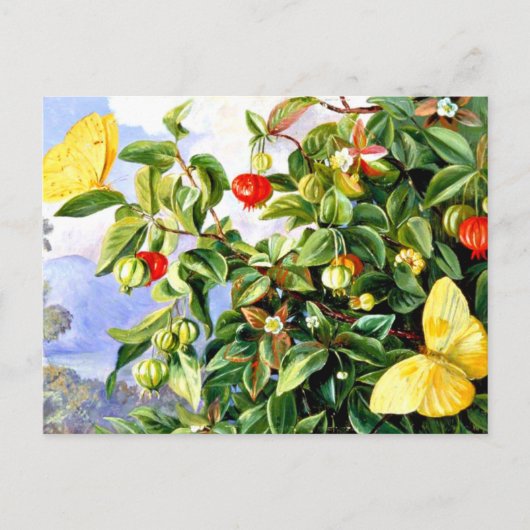 Bloemen, bloemen en vruchten van de Pitanga, Jamai Briefkaart (Voorkant)