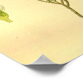 Bloemen Botanische Phylica Eroides Illustrat Poster (Hoek)